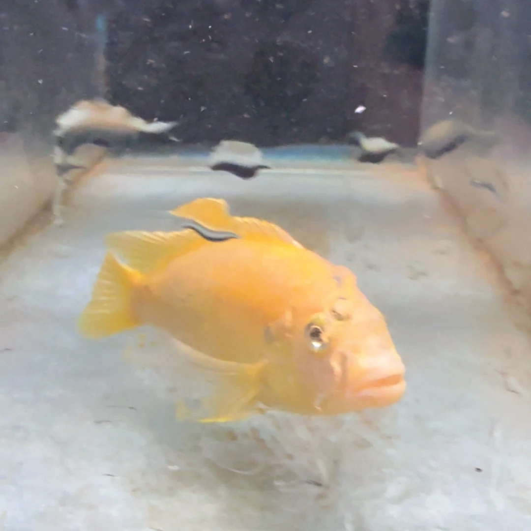 慈鲷鱼65号王子全黄黑纱