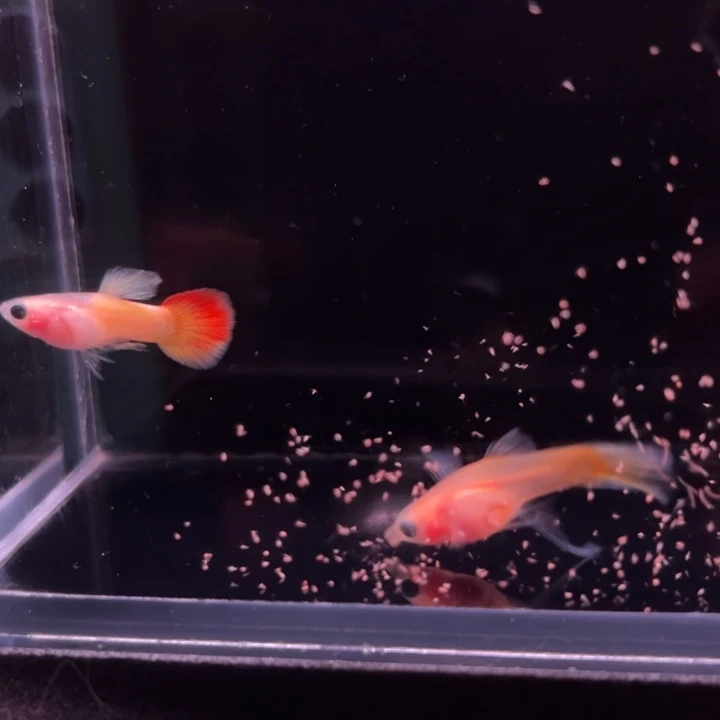 孔雀鱼日落玻璃猫大C1对