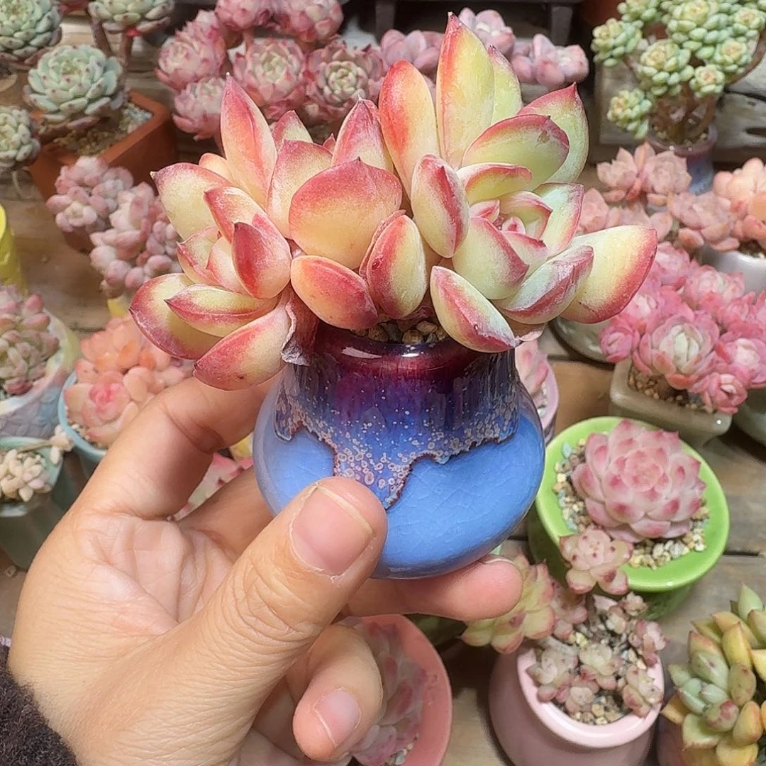 泡芙杂 多肉含盆土 一物一拍