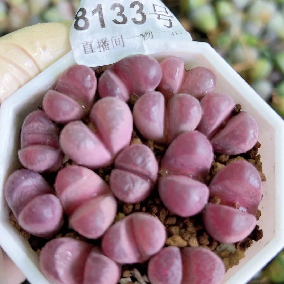 8133 好养易活生石花大母本