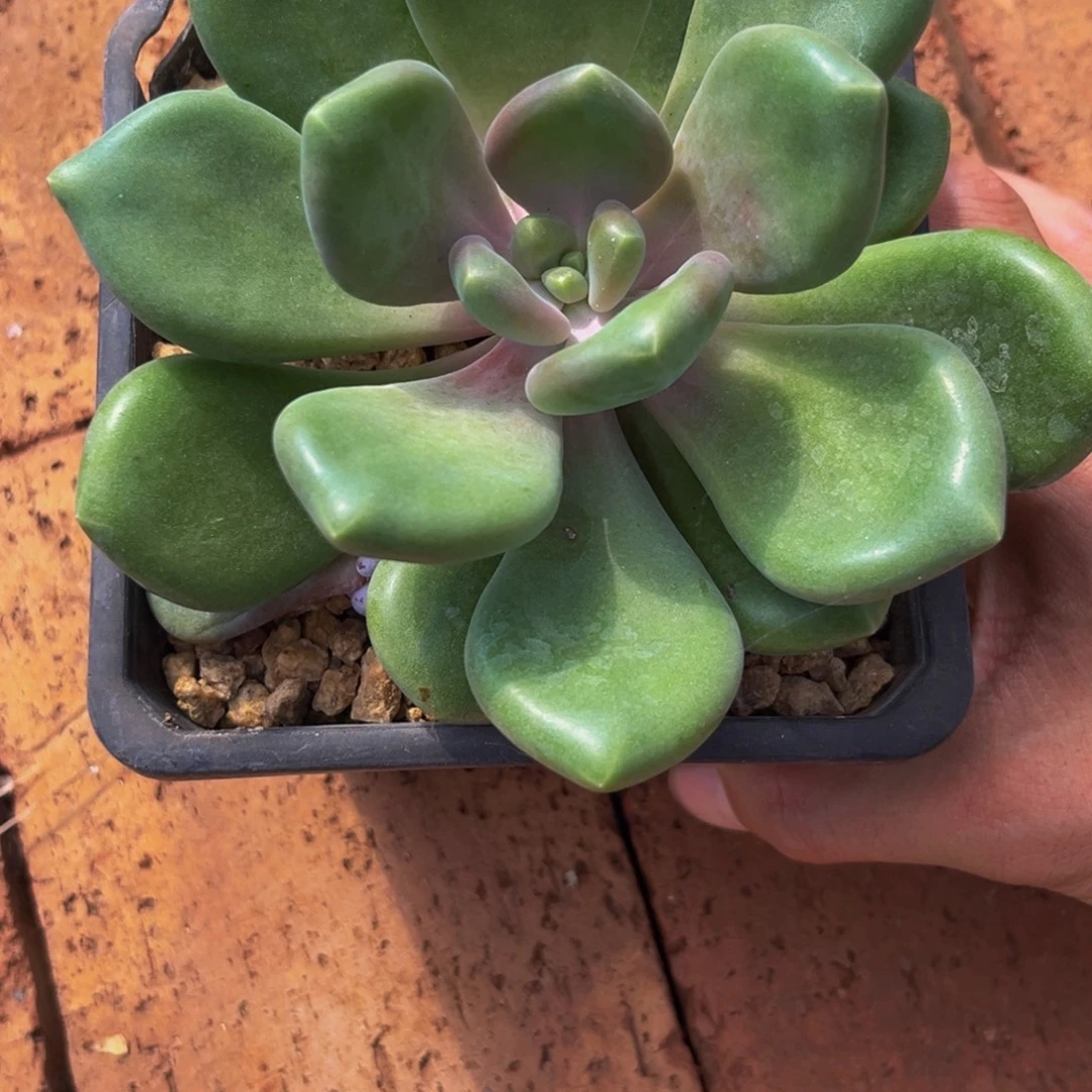 M****0373下午多肉植物群生