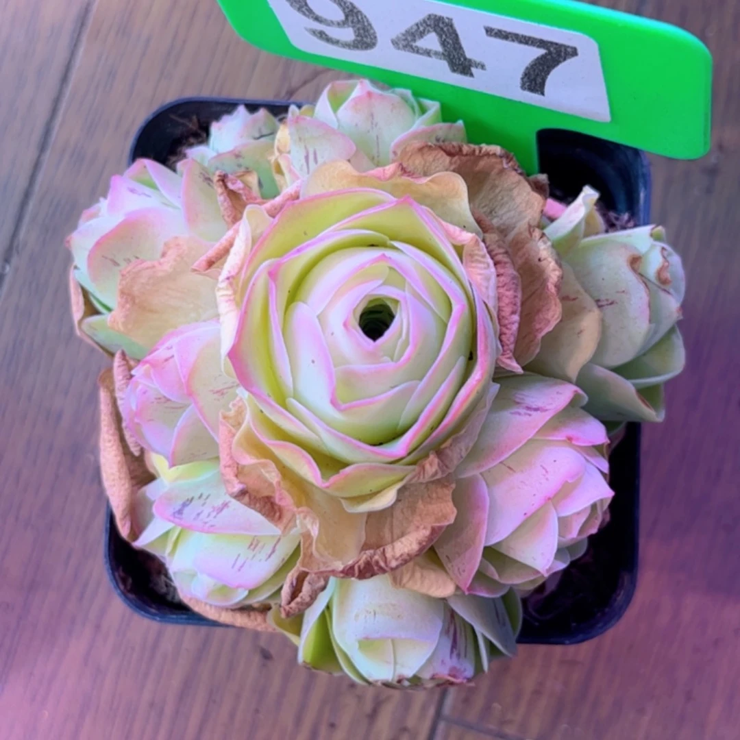 全部花朵L一物一拍小株帕947