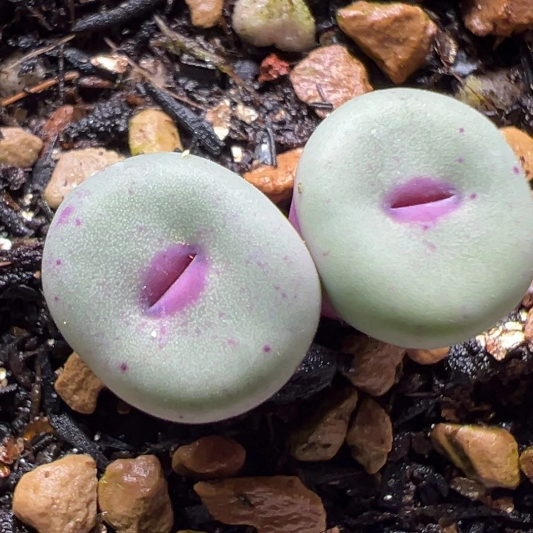 1380小红嘴母本一物一拍