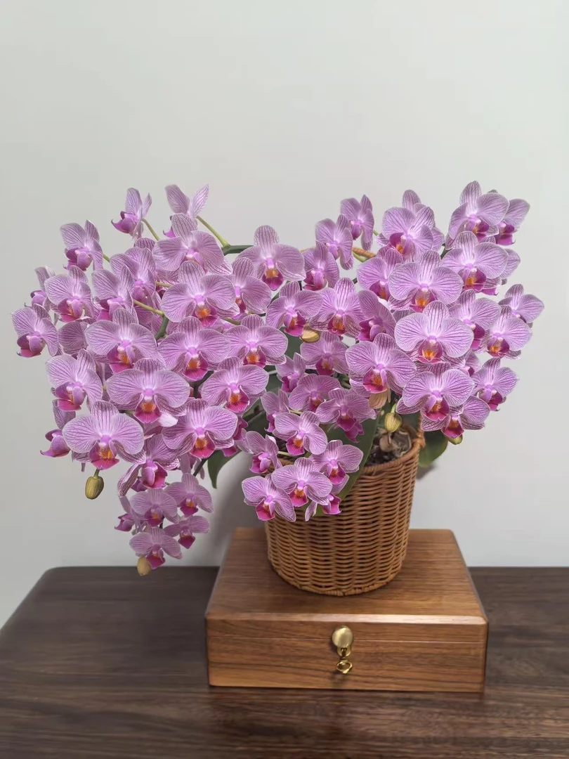 【4花剑丰花型十里桃花花量王者】稀有品种 花期超久蝴蝶兰