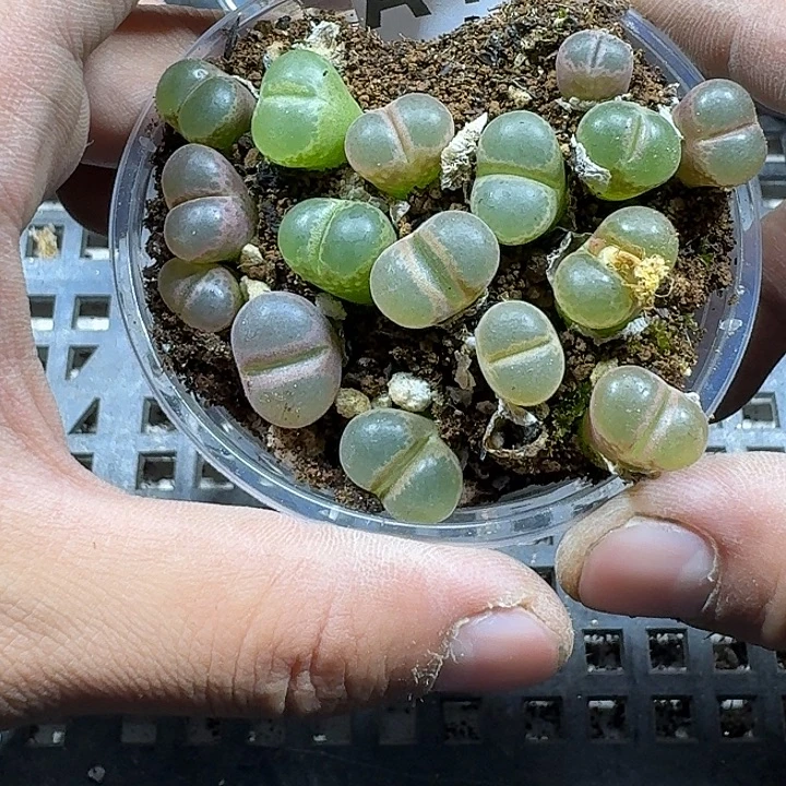 10 多肉植物多肉植物