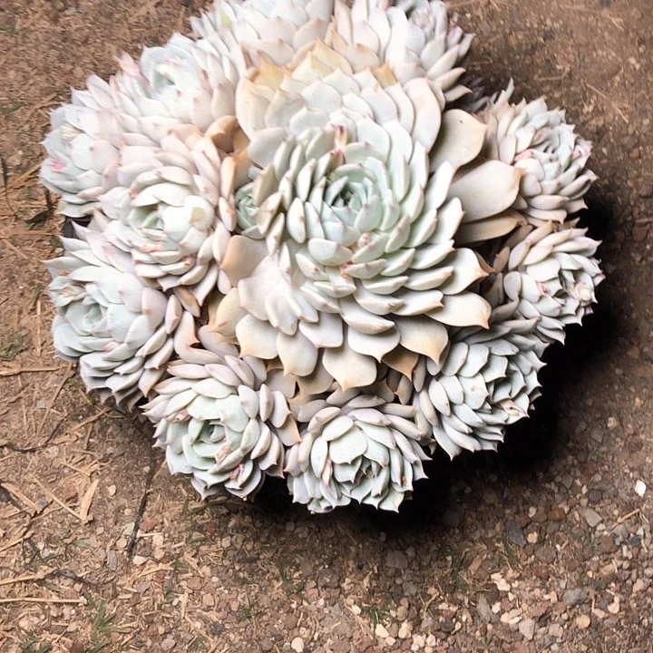 红*?70//////////////