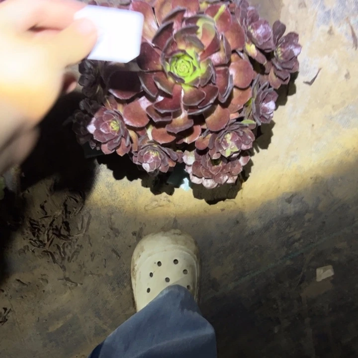 不包段枝法师链接85