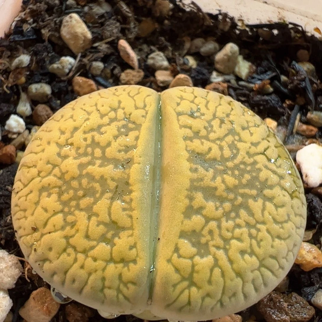 633多肉植物组合