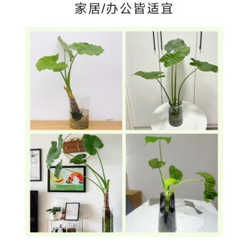 盆栽客厅绿植大型盆景绿色吸醛霸王芋滴水观音净化空气四季大叶