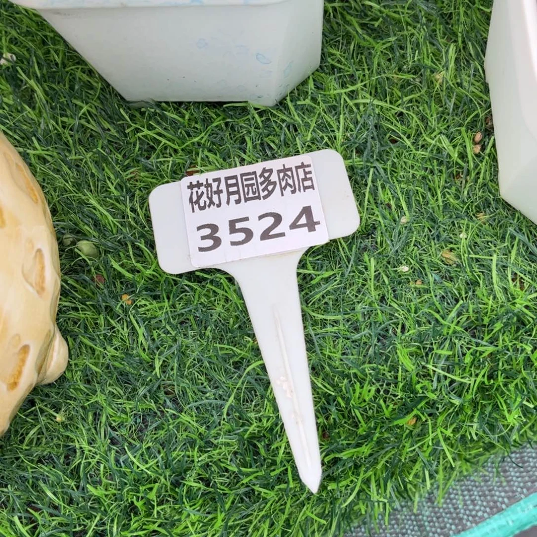 多肉植物3524颗粒土2.8公斤
