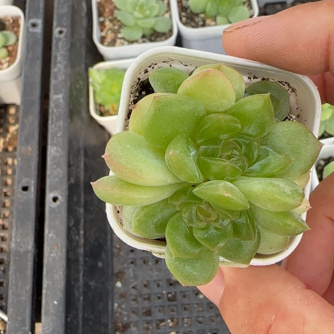 659 一物一拍中苗盆一个满20包邮
