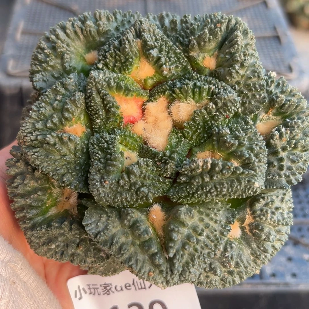 120 仙人球的比赛将于