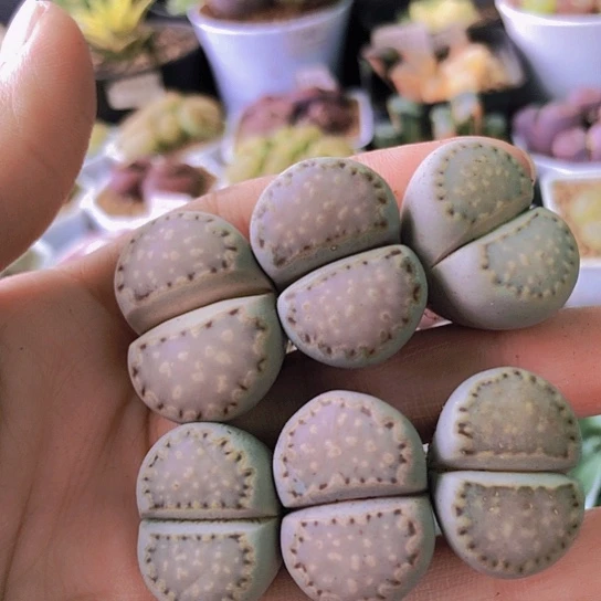 无花朵1304，下班福利饼干