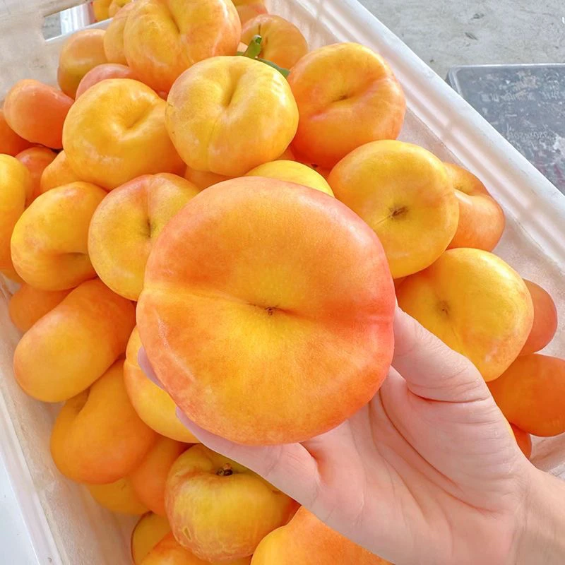 ［彩虹油蟠桃］山东蒙阴黄金油蟠桃无毛桃子新鲜扁桃水果脆甜多汁