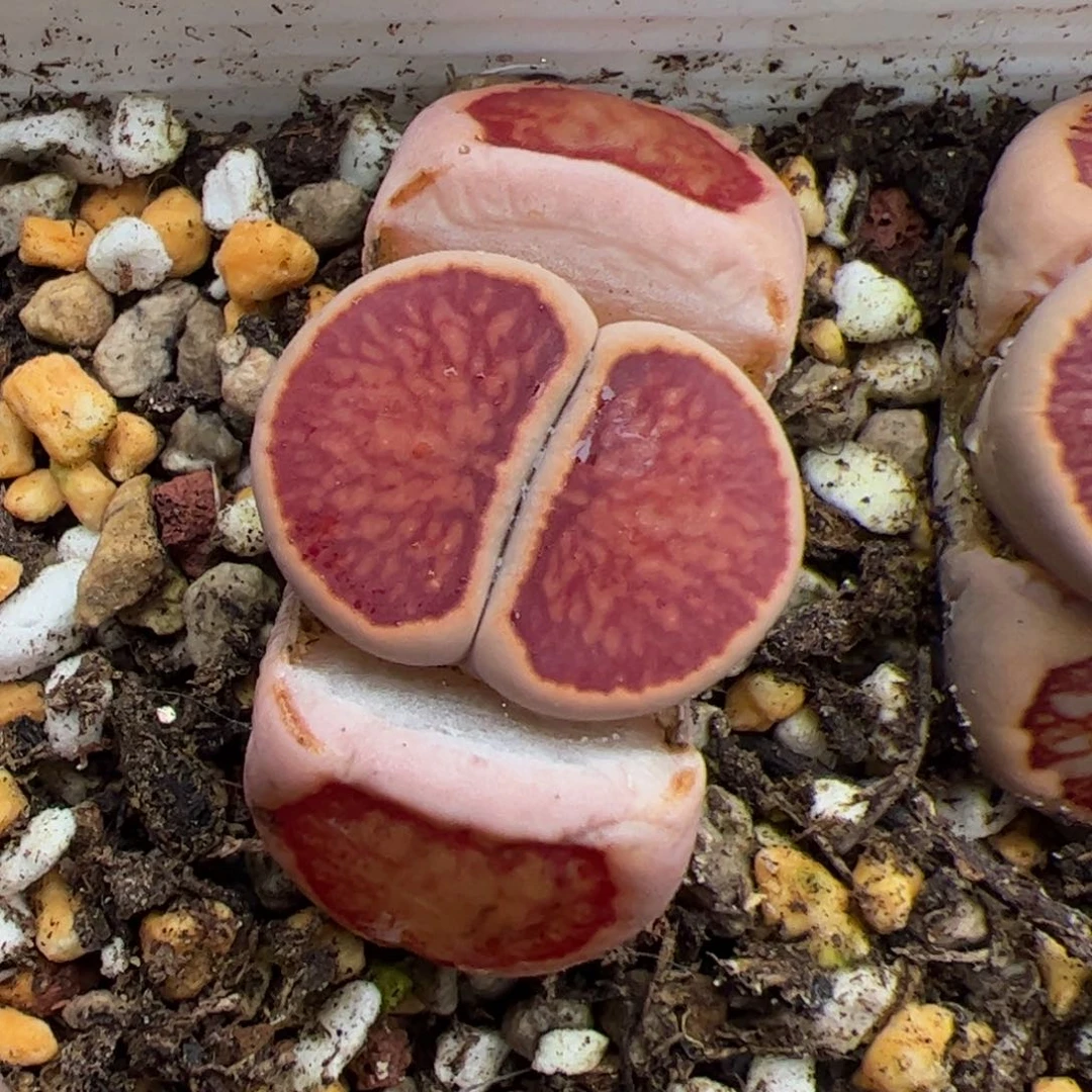 王**乞0486号菊 多肉植物