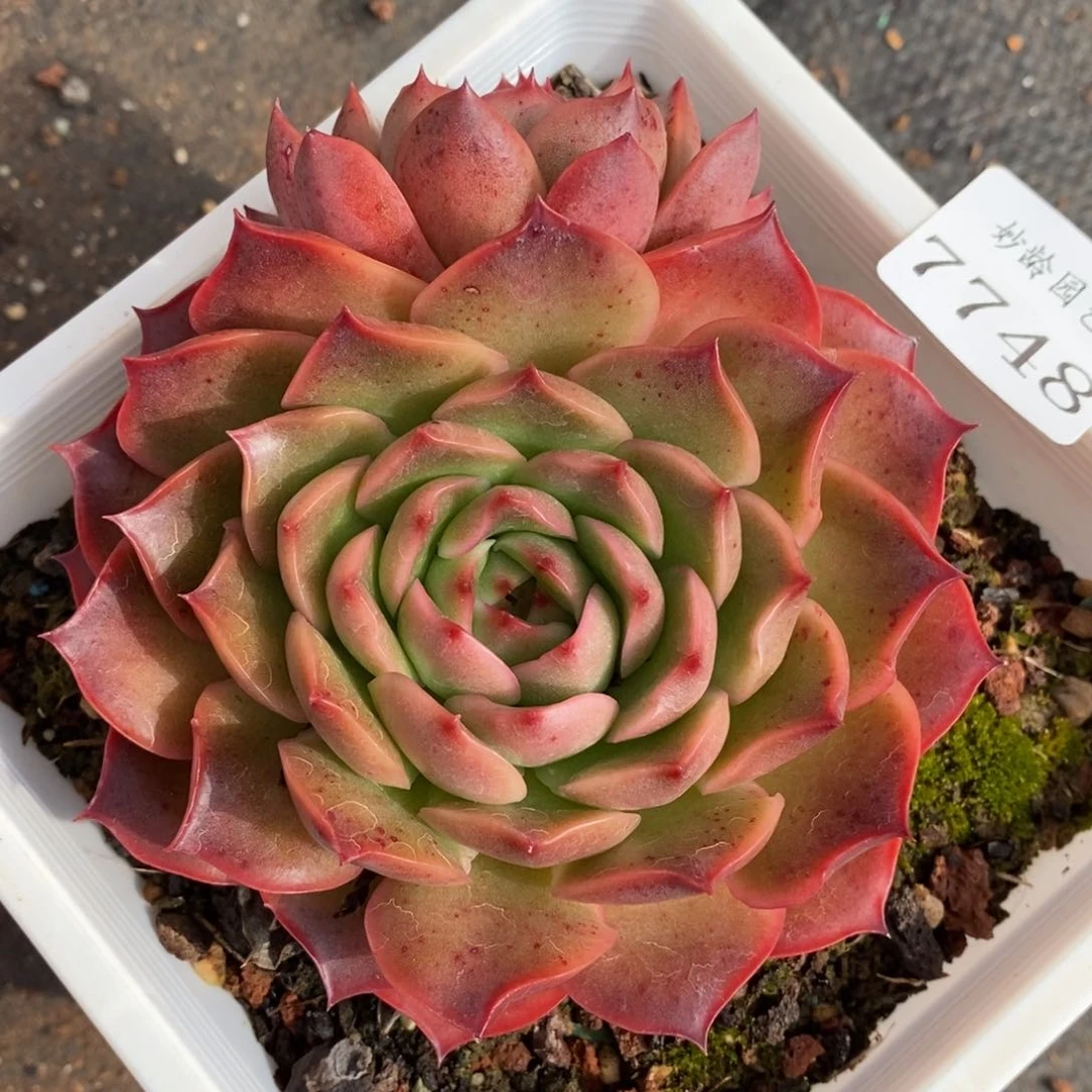 7748杂交多肉老桩基地