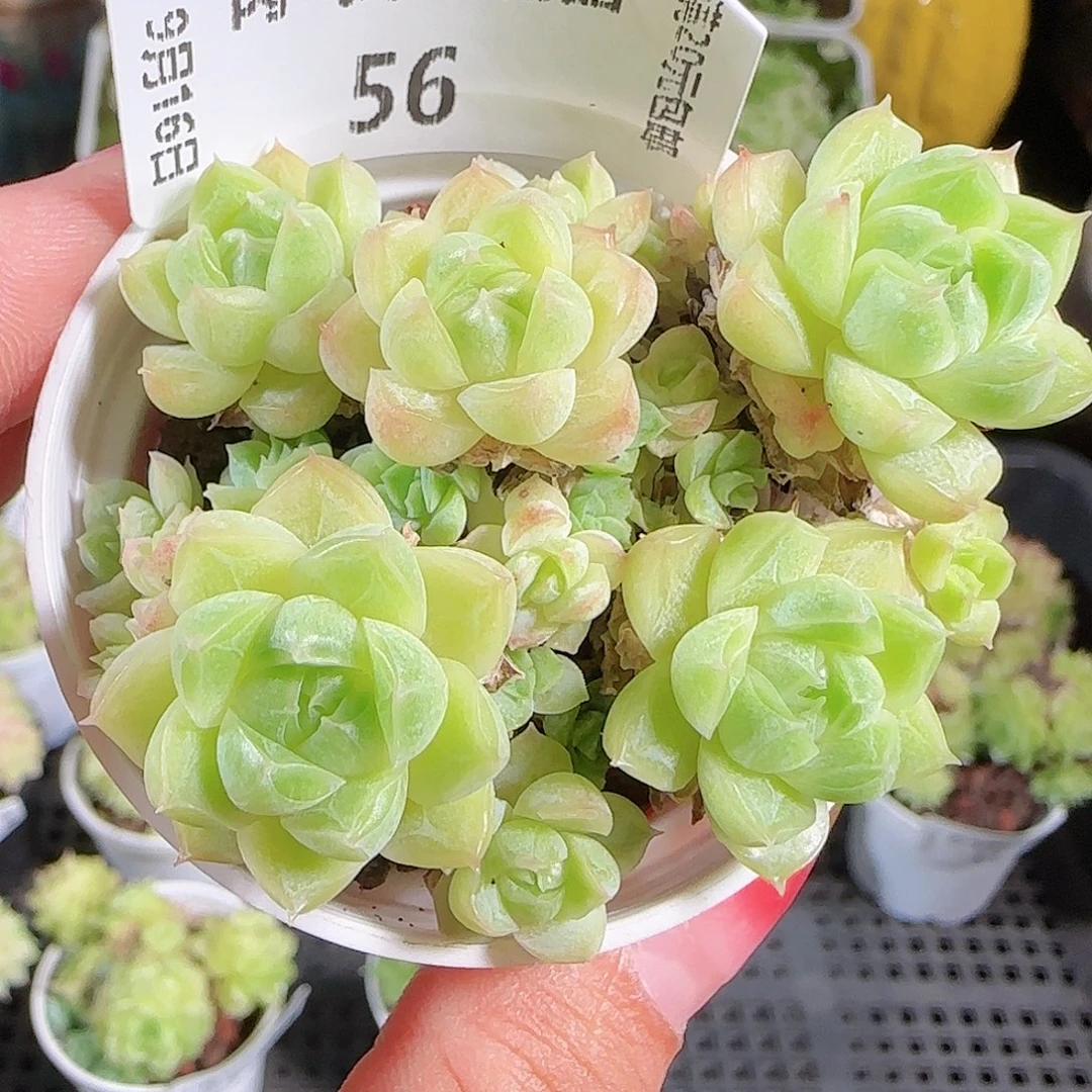 0916-56麦秆优选不包整