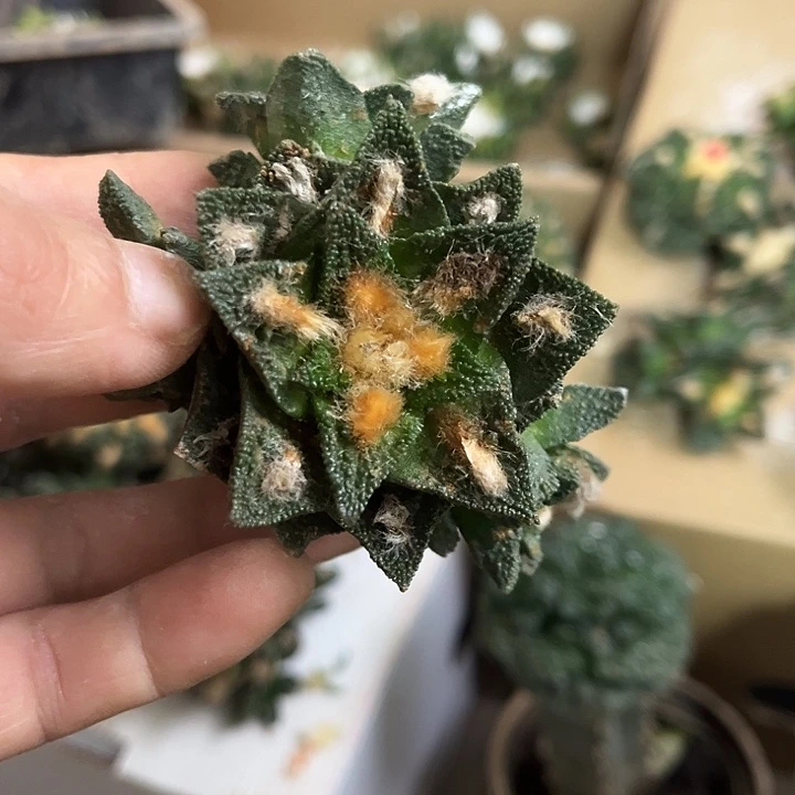 苗接落地博士群一颗