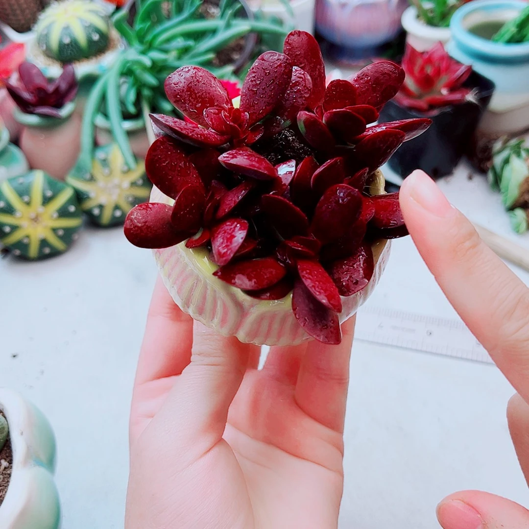 8颗紫蝶多肉植物多肉植物