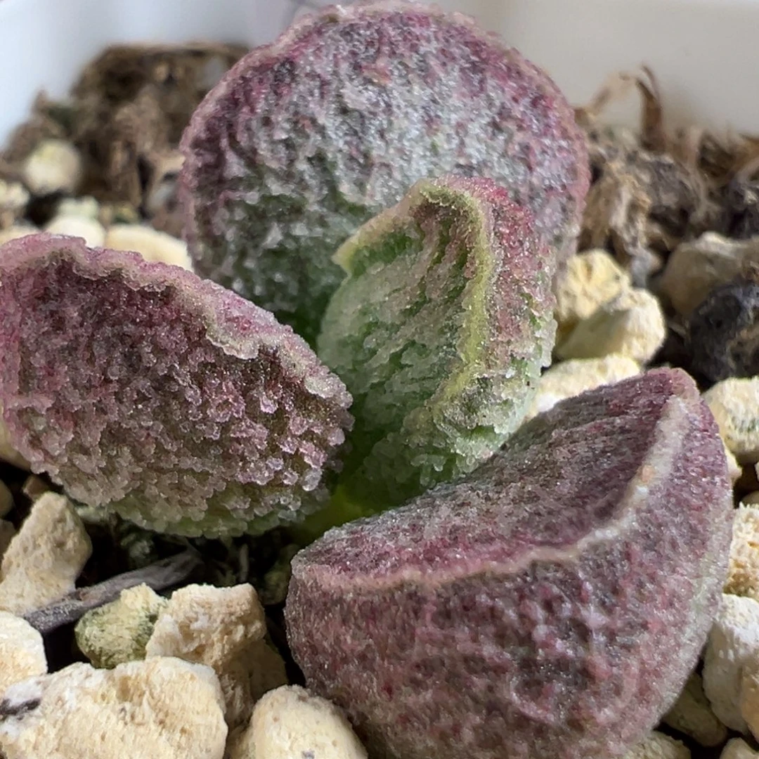 流淌纹金色围边实生新品