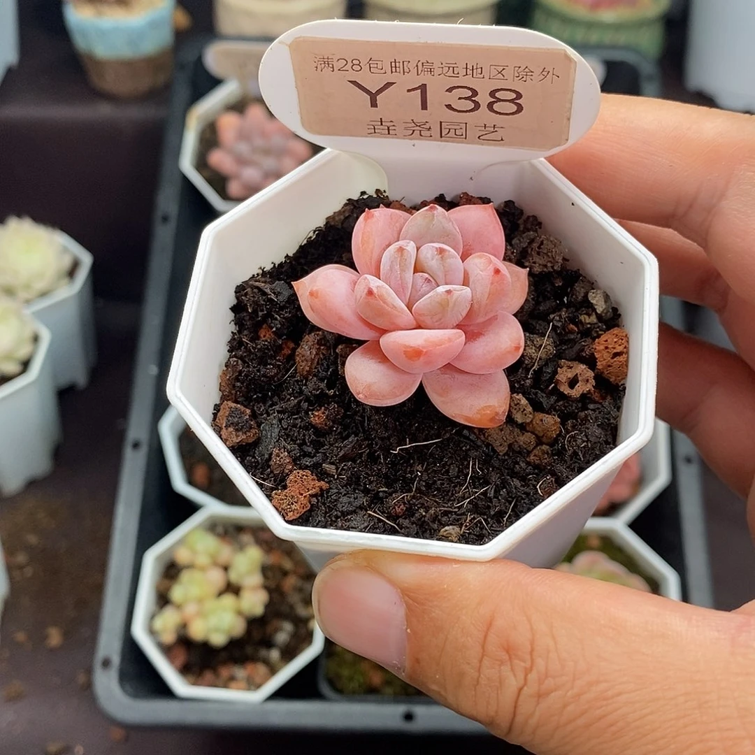 0138 星星雪 3cm