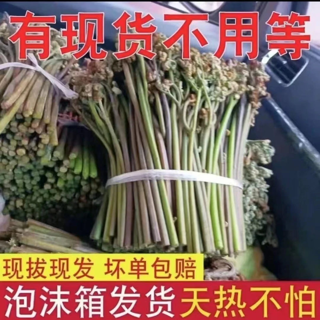 湖南新鲜蕨菜嫩龙爪菜山野菜特产凉拌蔬菜春季时令蔬菜