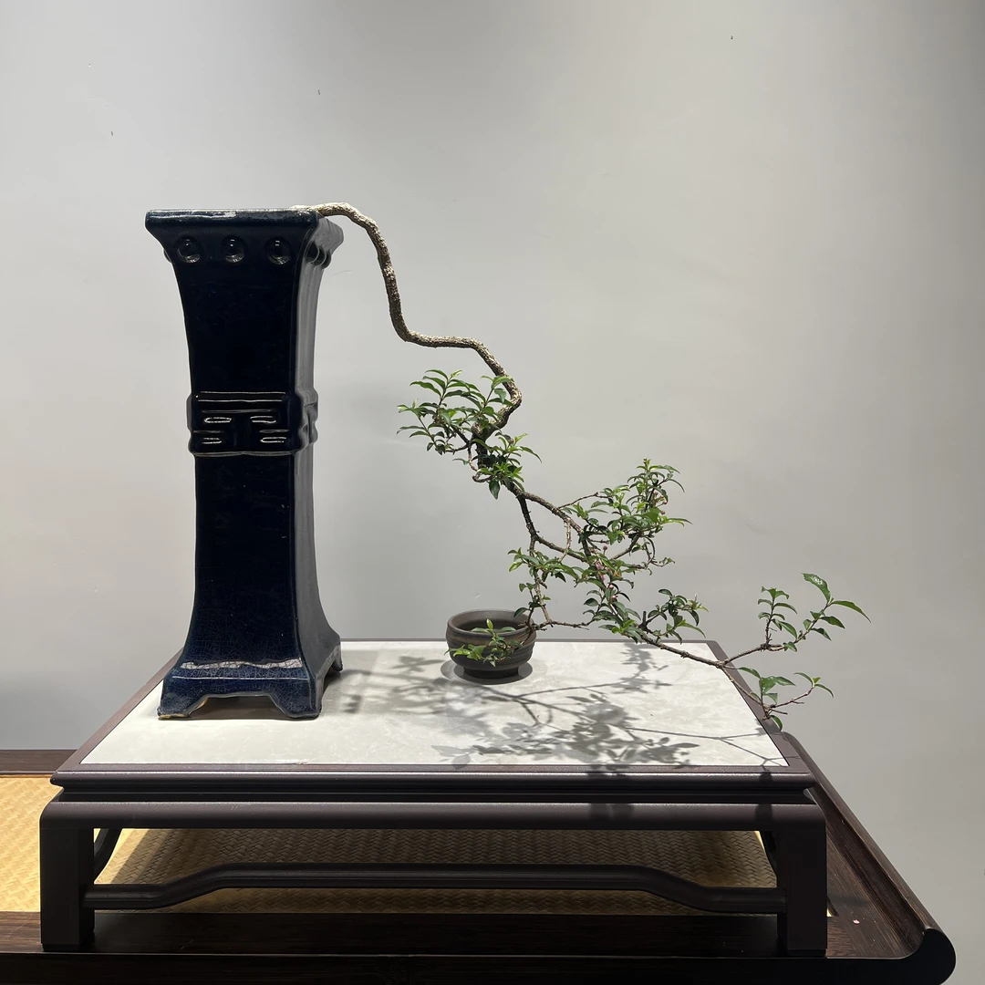 李氏殷桃 - 高筒大悬崖根艺开花精品盆景