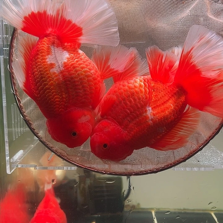 金鱼百褶泰师亚成7