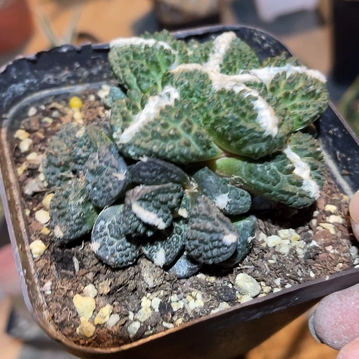 满38包邮2天凑单，脱土晾根发货多肉植物经*