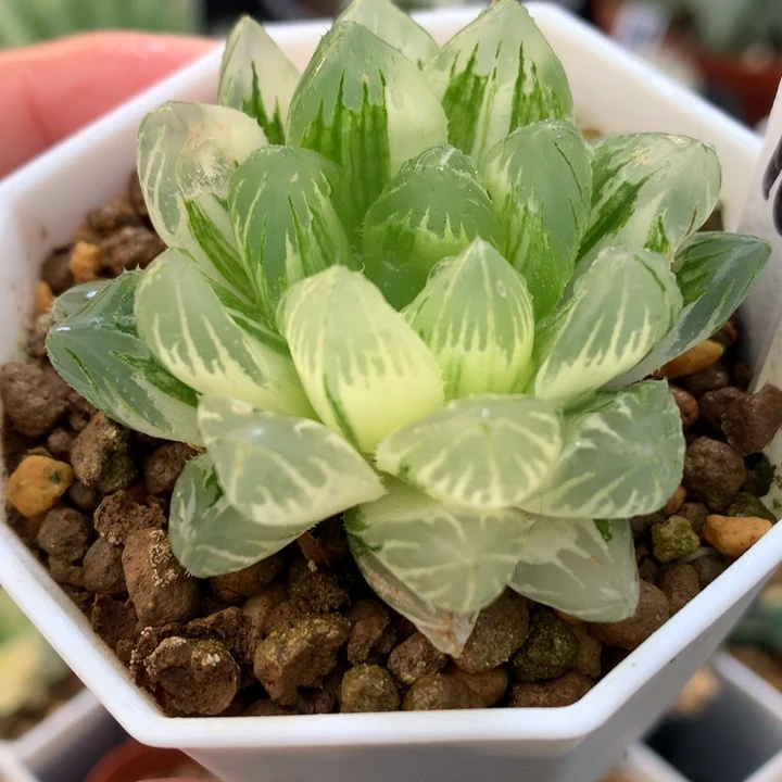 龙鳞玉露锦，带盆一起