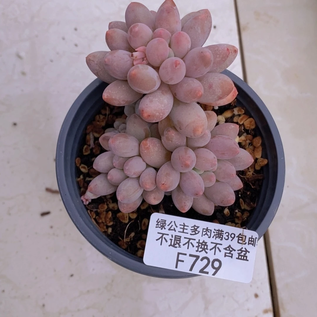 手指奶6cm729多肉植物