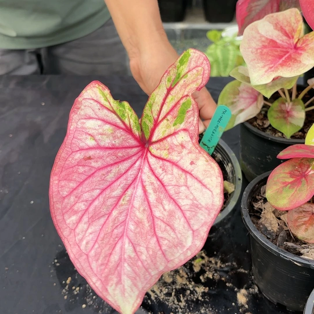 晓*，泰国彩叶芋28-0117