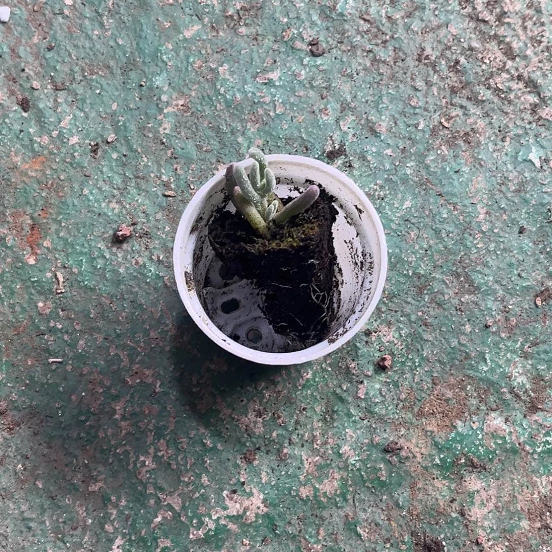 Y***H紫闪光优选枝干番杏