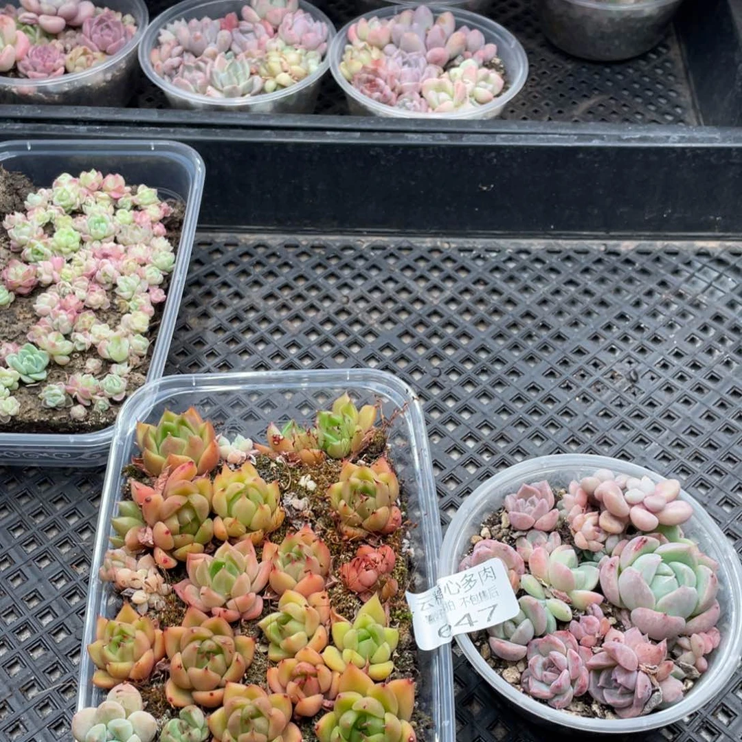 云糖心多肉植物647