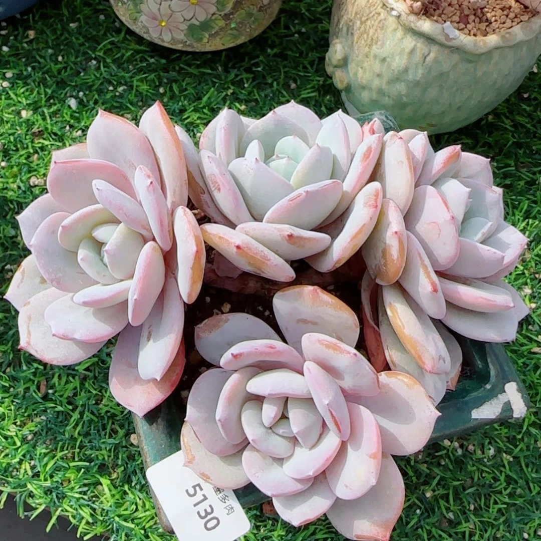 长杆奶茶无砍，5130多肉植物