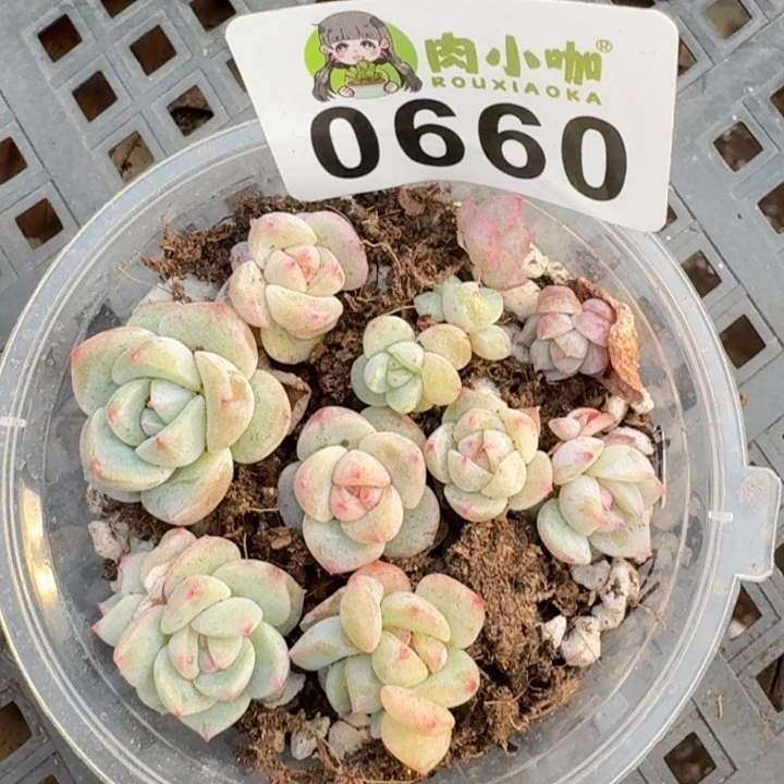 多肉植物多肉植物