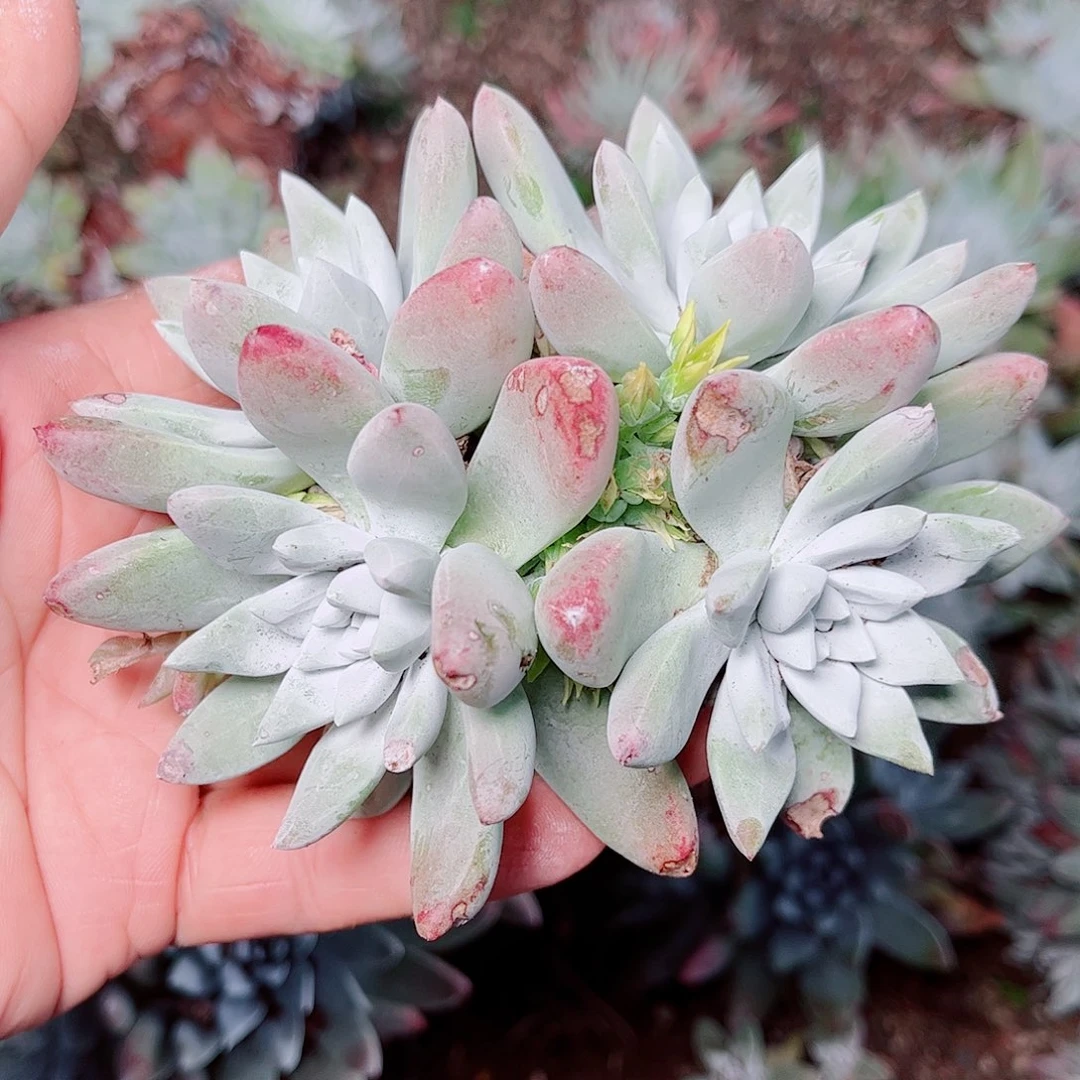 5386苹果叶杂交多肉