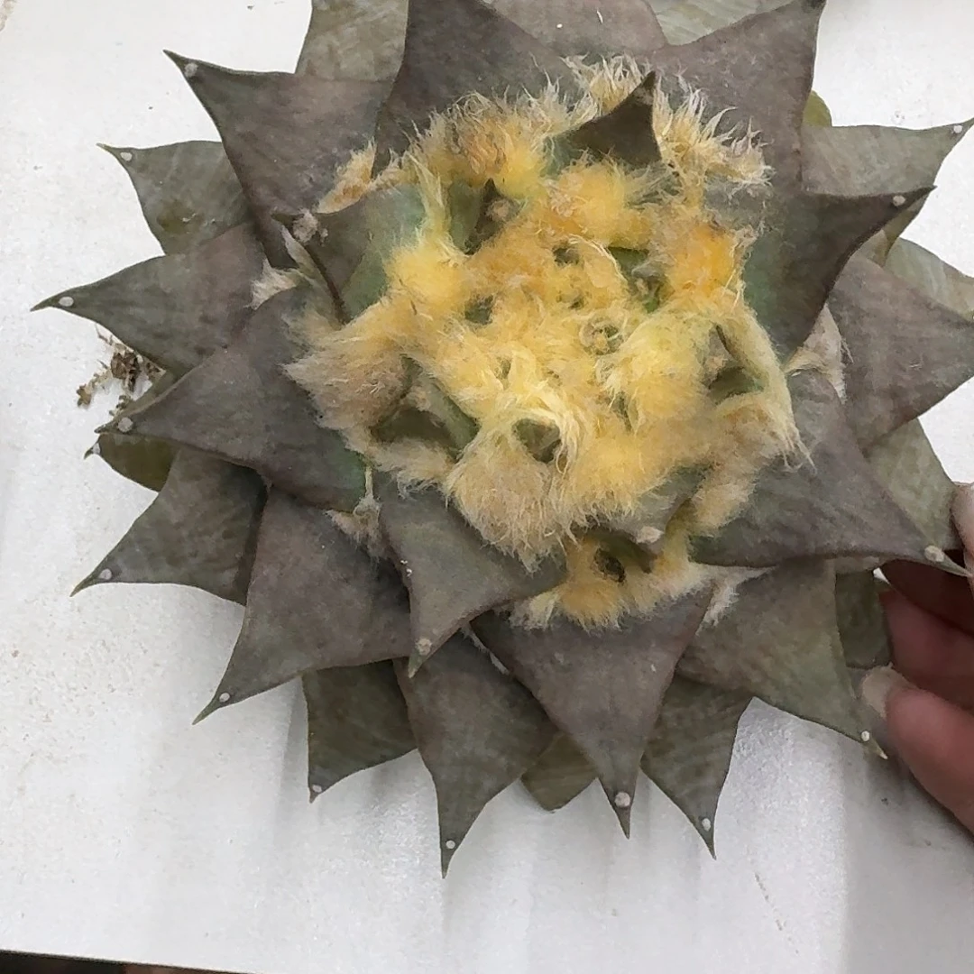 清***澈仙人球仙人球开花