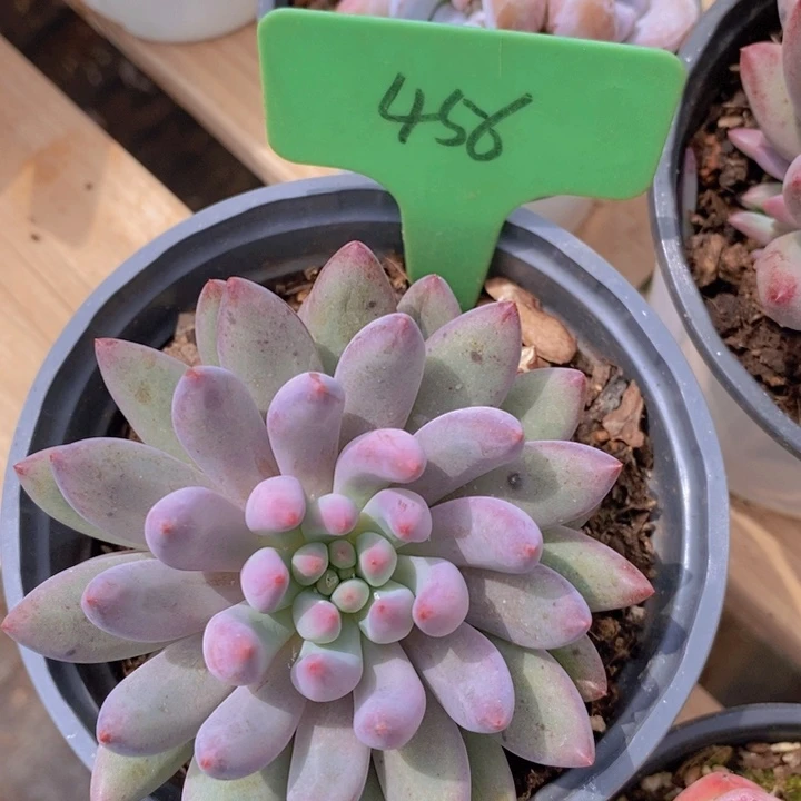 多肉植物，一物一拍