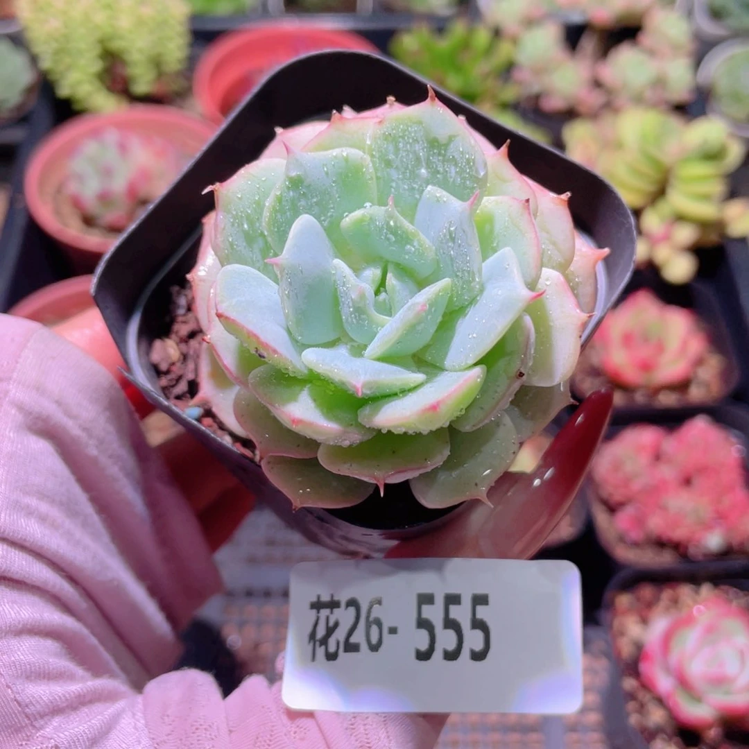 花利美26-555雪域