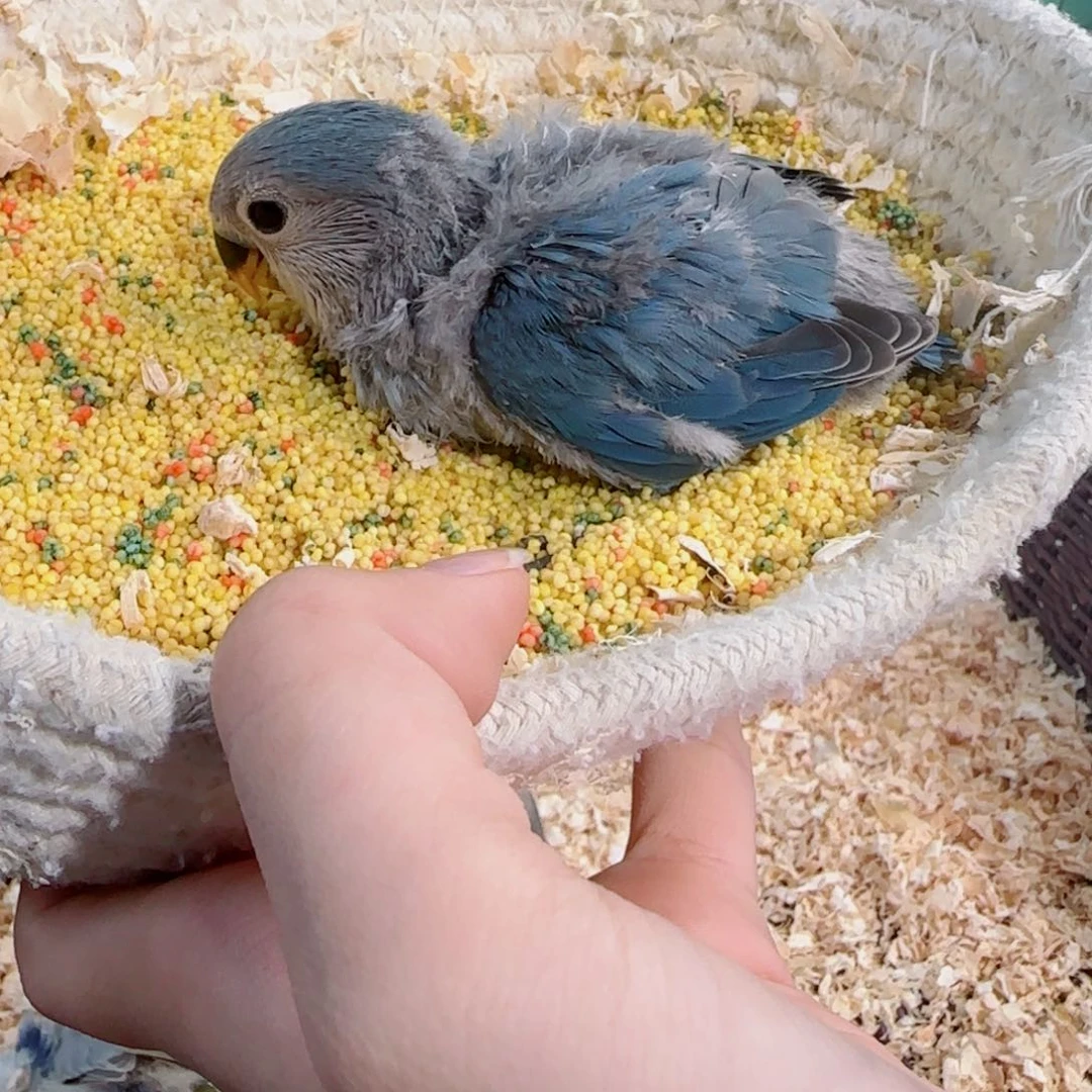 桃脸牡丹鹦鹉福利多多