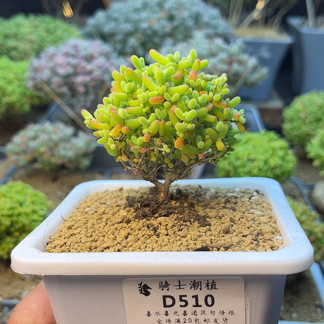 510蜜橘糖球枝干番杏