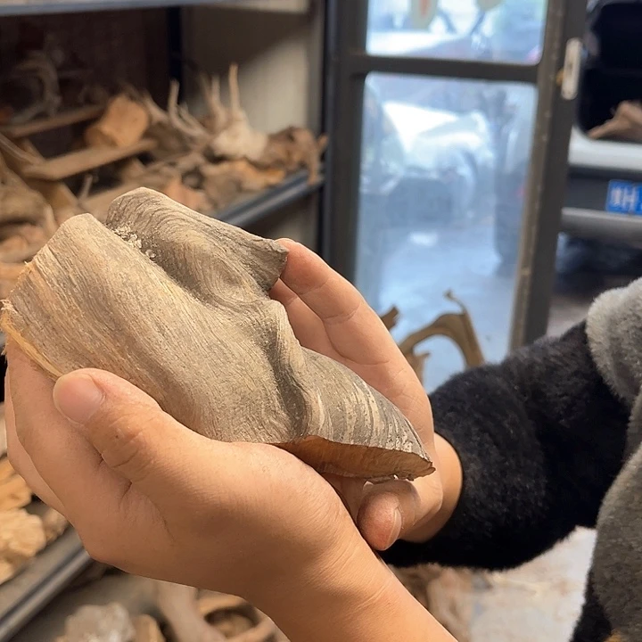 h***i柏木（崖柏）Q6666666