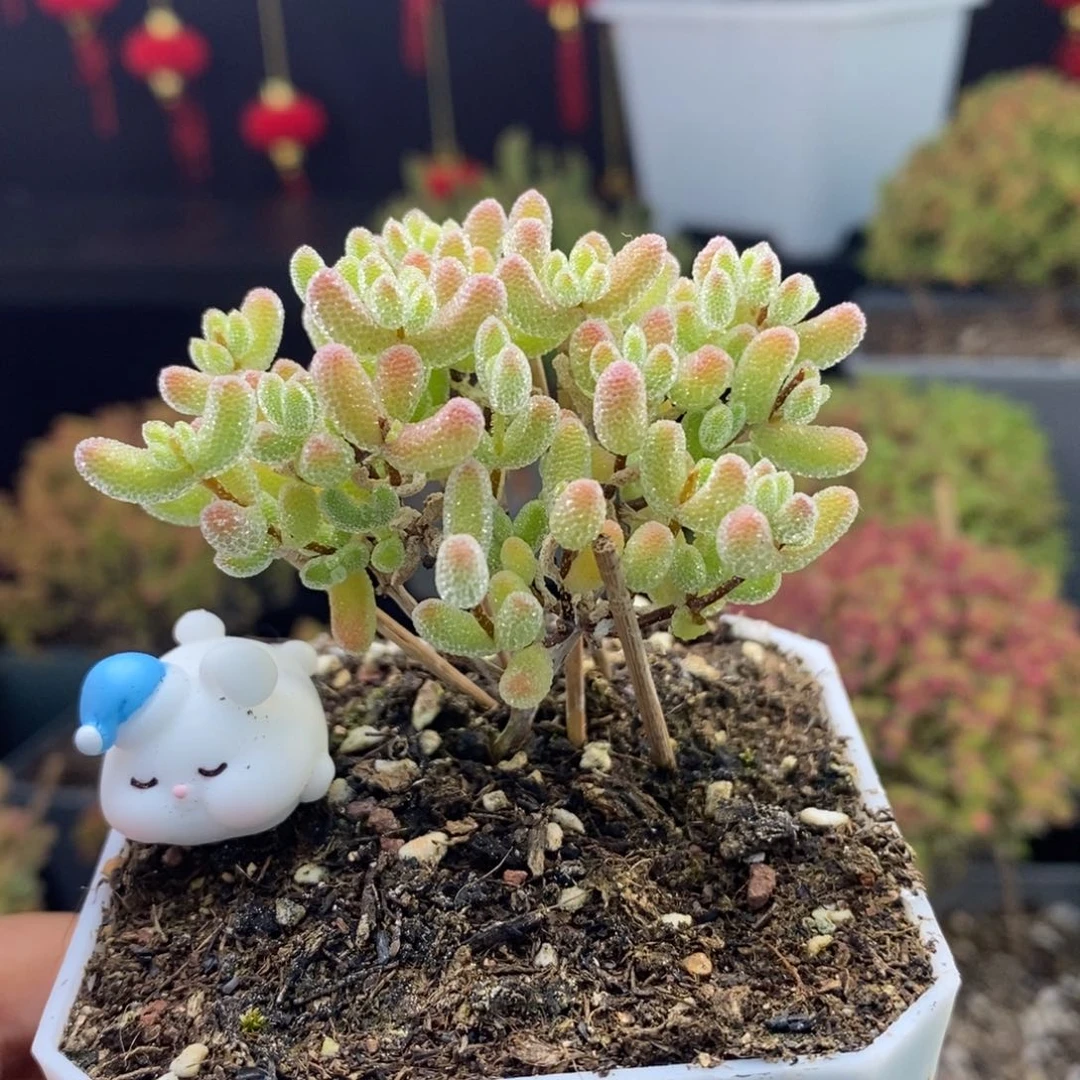 912号优选冰晶枝干多肉