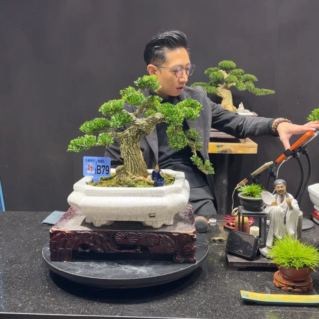 以实际为准黄杨室内室外盆景艺术