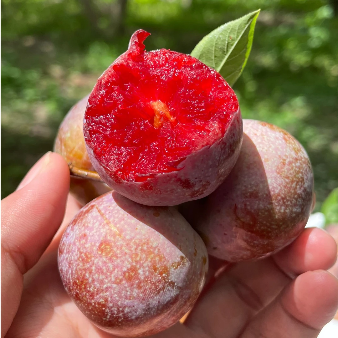 （京东次日达） 广东钱排红心三华李子酸甜爽口新鲜采摘水果5斤泡沫箱装李子广东省