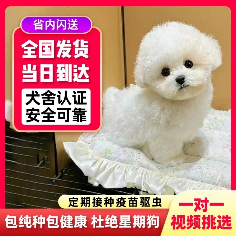 纯种比熊幼JF茶杯犬韩系比熊小型犬小体宠物活体599