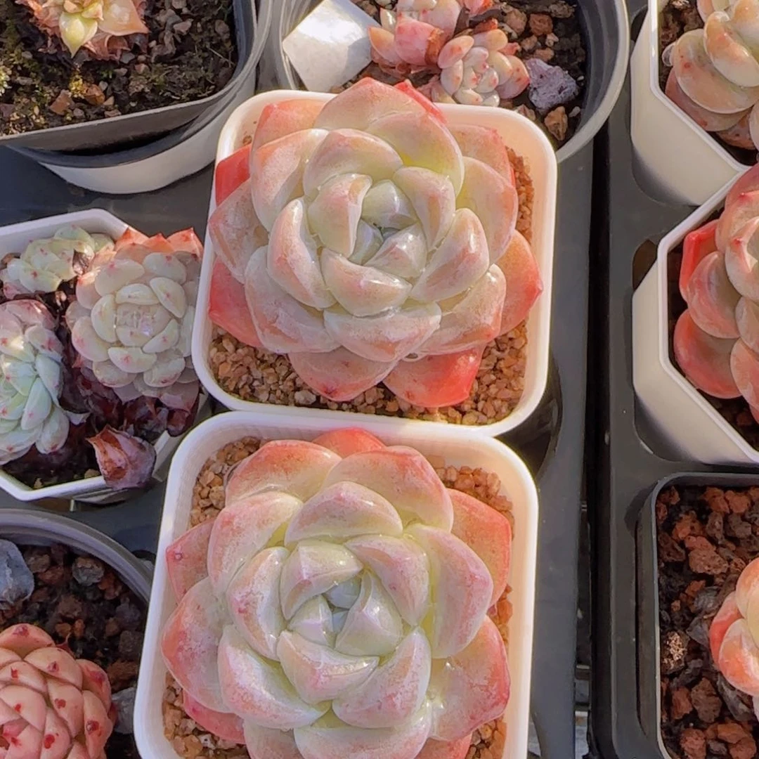 冰玉单头精控一颗