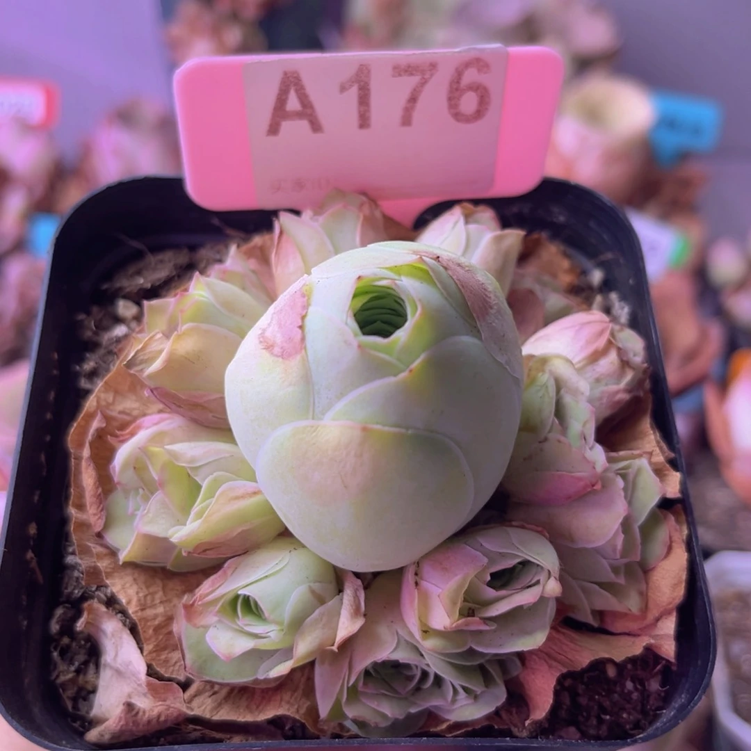 山地玫瑰群一物一拍A176