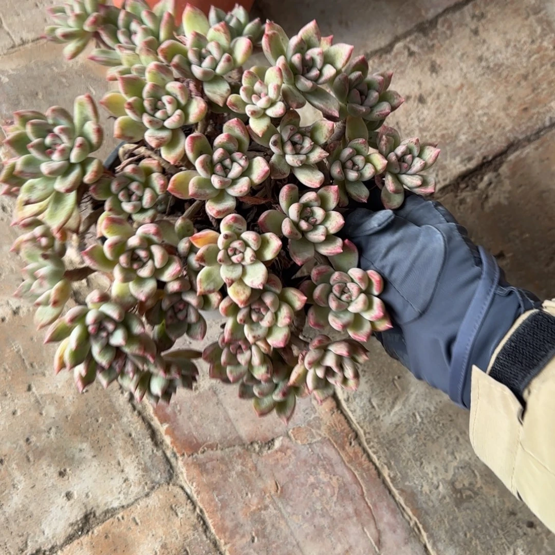 无花朵璀璨大老桩